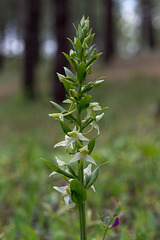 Platanthera chlorantha - 2016-04-30_D4_DSC7249