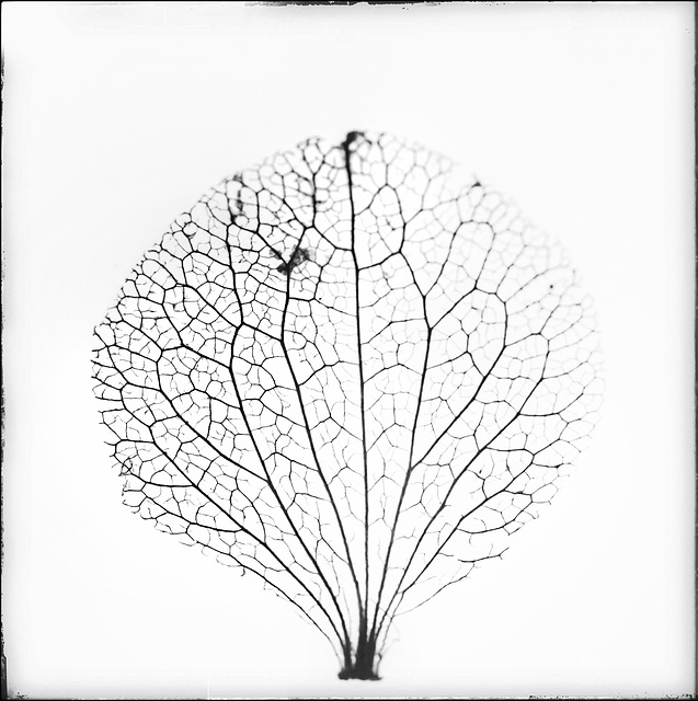 petal skeleton