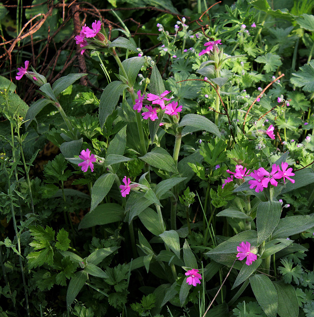 Silene dioica (1)