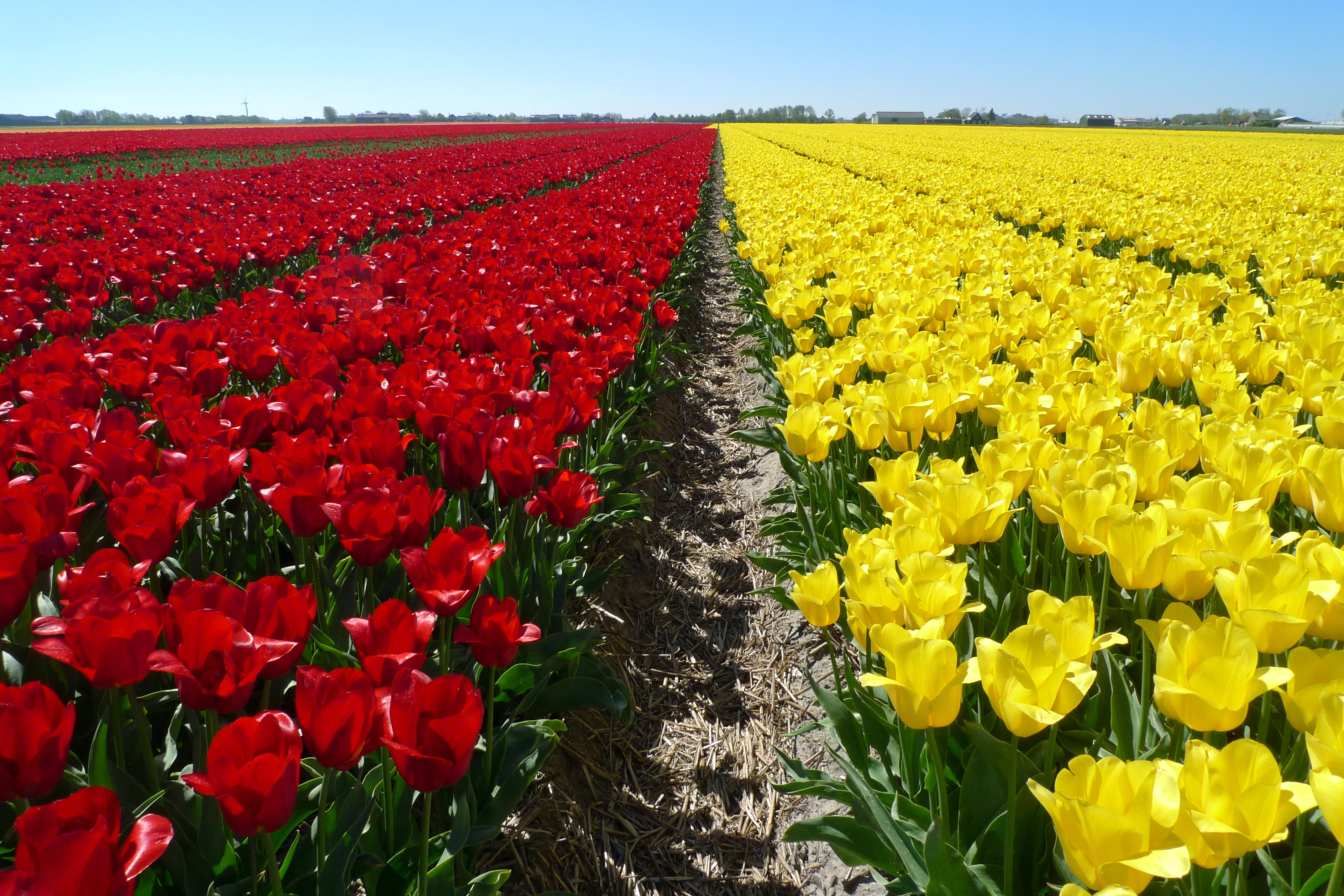 Nederland - Sint Maartensvlotbrug, tulpen