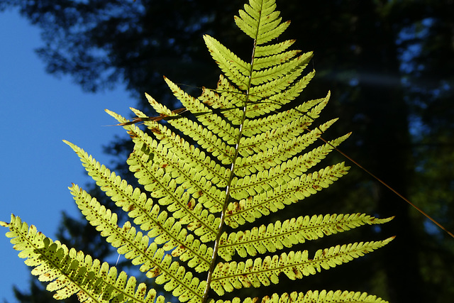 Farn im Abendlicht