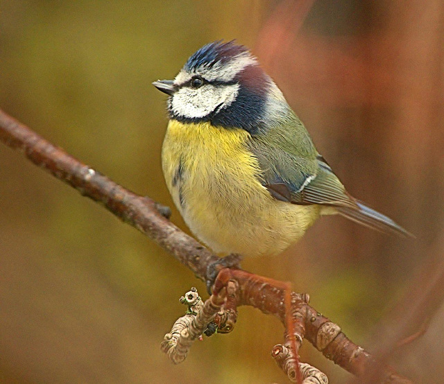 Blue Tit