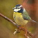 Blue Tit