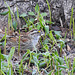 White-throated Sparrow