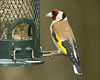 Goldfinch