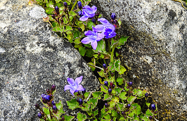 20200517 7517CPw [D~LIP] Dalmatiner Glockenblume (Campanula portenschlagiana), UWZ, Bad Salzuflen