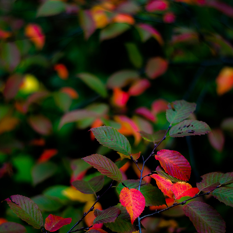 Autumn Afternoon In Woods 041