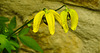 20210609 0640CPw [D~LIP] Waldrebe, (Clematis), UWZ, Bad Salzuflen