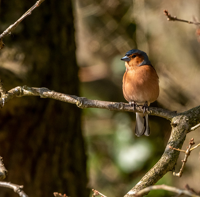 Chaffinch