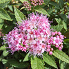 Japanischer Spierstrauch (Spiraea japonica)