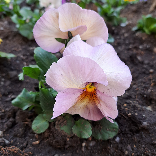 Garten-Stiefmütterchen (Viola wittrockiana)