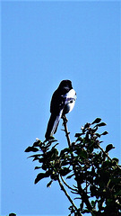 Sydney the magpie sitting on the apple tree