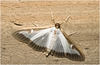 IMG 9936 Box Tree Moth