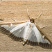 IMG 9936 Box Tree Moth