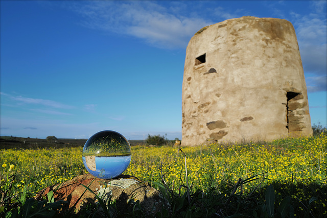 Brassica barrelieri around the windmill