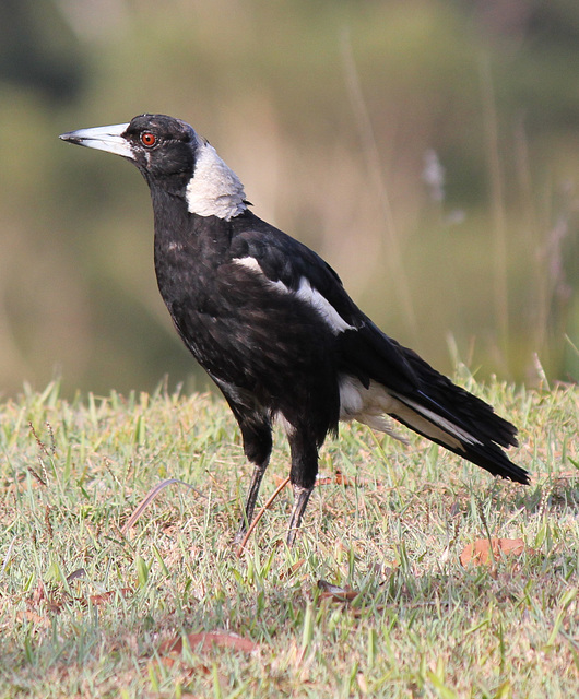 Australian Magpie