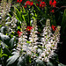 Bottle-brush Buckeye and Crocosmia