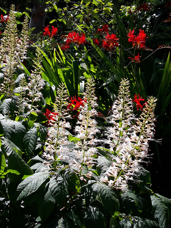 Bottle-brush Buckeye and Crocosmia