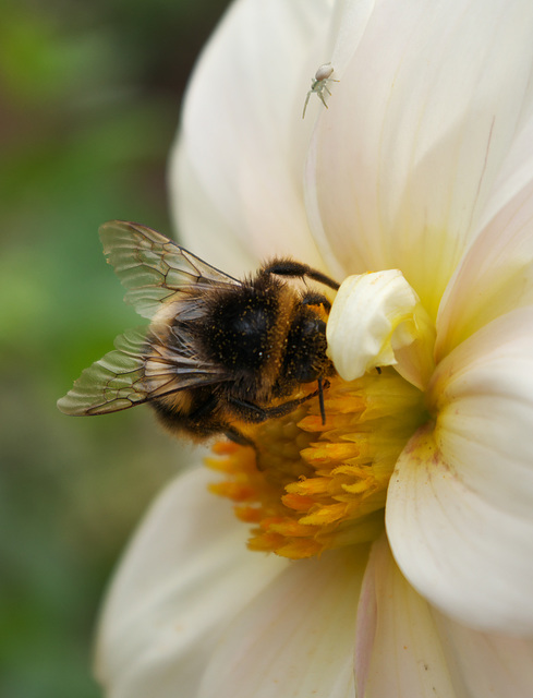 Buff tailed bumble bee with a little green spider