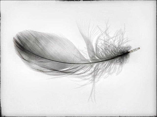 feather II