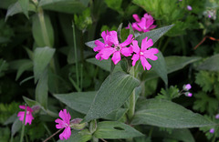 Silene dioica (2)