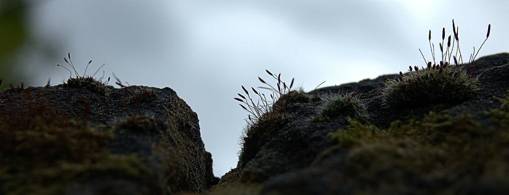 The Wondrous Wee World Of Moss