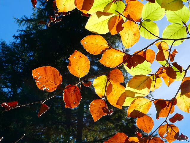 Herbstfarben