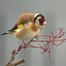 Goldfinch