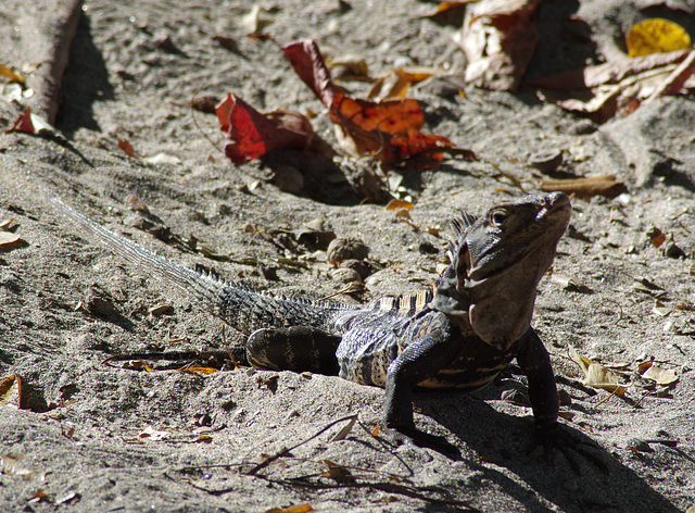 Spinytail Iguana