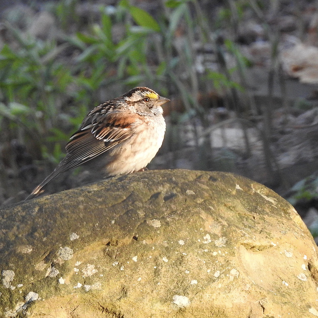 White-throated Sparrow