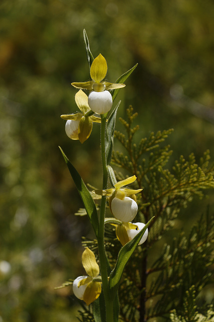 California Lady's Slipper