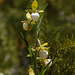 California Lady's Slipper