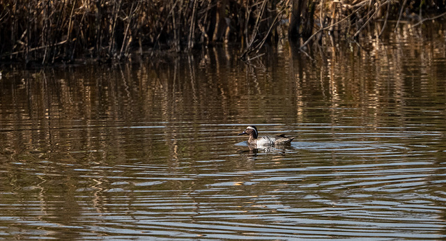 Garganey