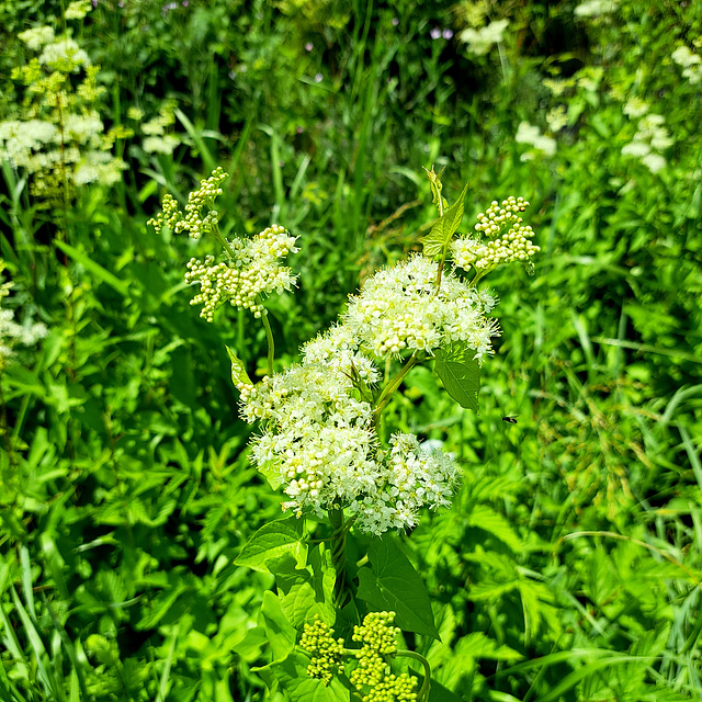 Echtes Mädesüß (Filipendula ulmaria)