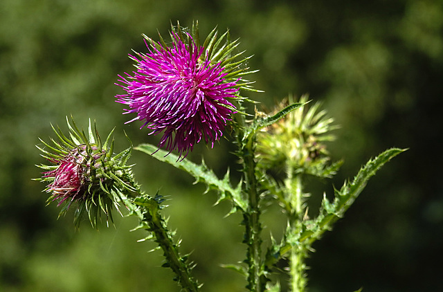 20220704 1367CPw [D~LIP] Distel, UWZ, Bad Salzuflen