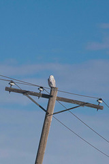 snowy owl on post