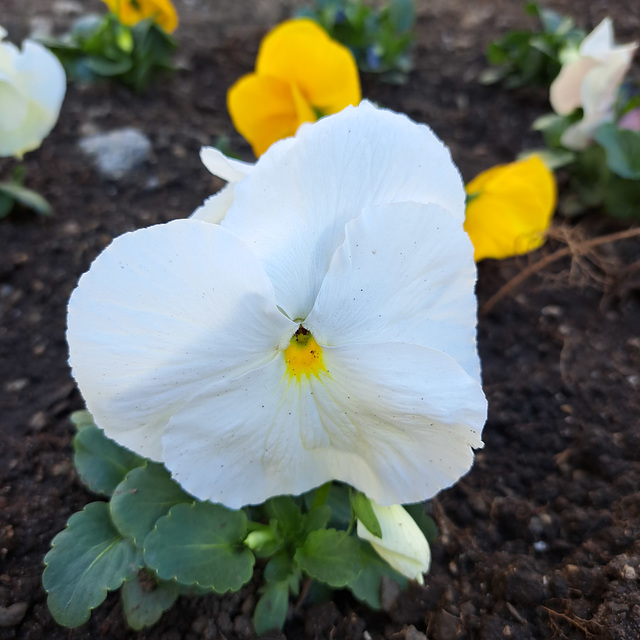 Garten-Stiefmütterchen (Viola wittrockiana)