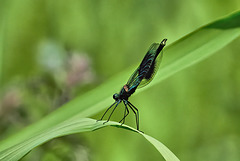 Banded Demoiselle (M) - Calopteryx splendens