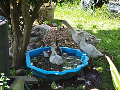 Pilgrim goose family at the pool