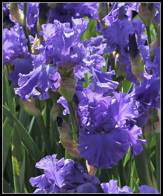 Iris bleu (2)