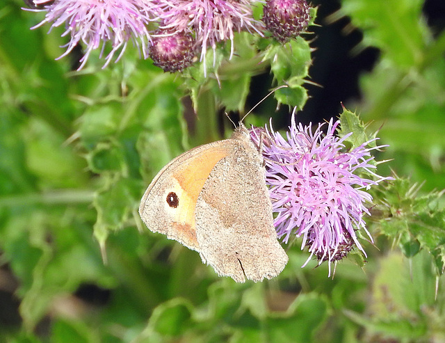 Gatekeeper with underwing 0n show