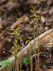 Corallorhiza odontorhiza (Autumn Coral Root orchid)