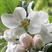 The apple blossom in the driveway