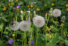 Taraxacum  (1)