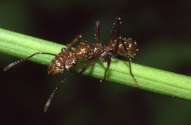 IMG_2634ants