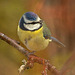 Blue Tit