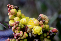 Tall Oregongrape