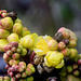 Tall Oregongrape