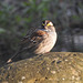 White-throated Sparrow