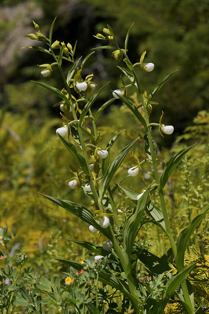 California Lady's Slipper